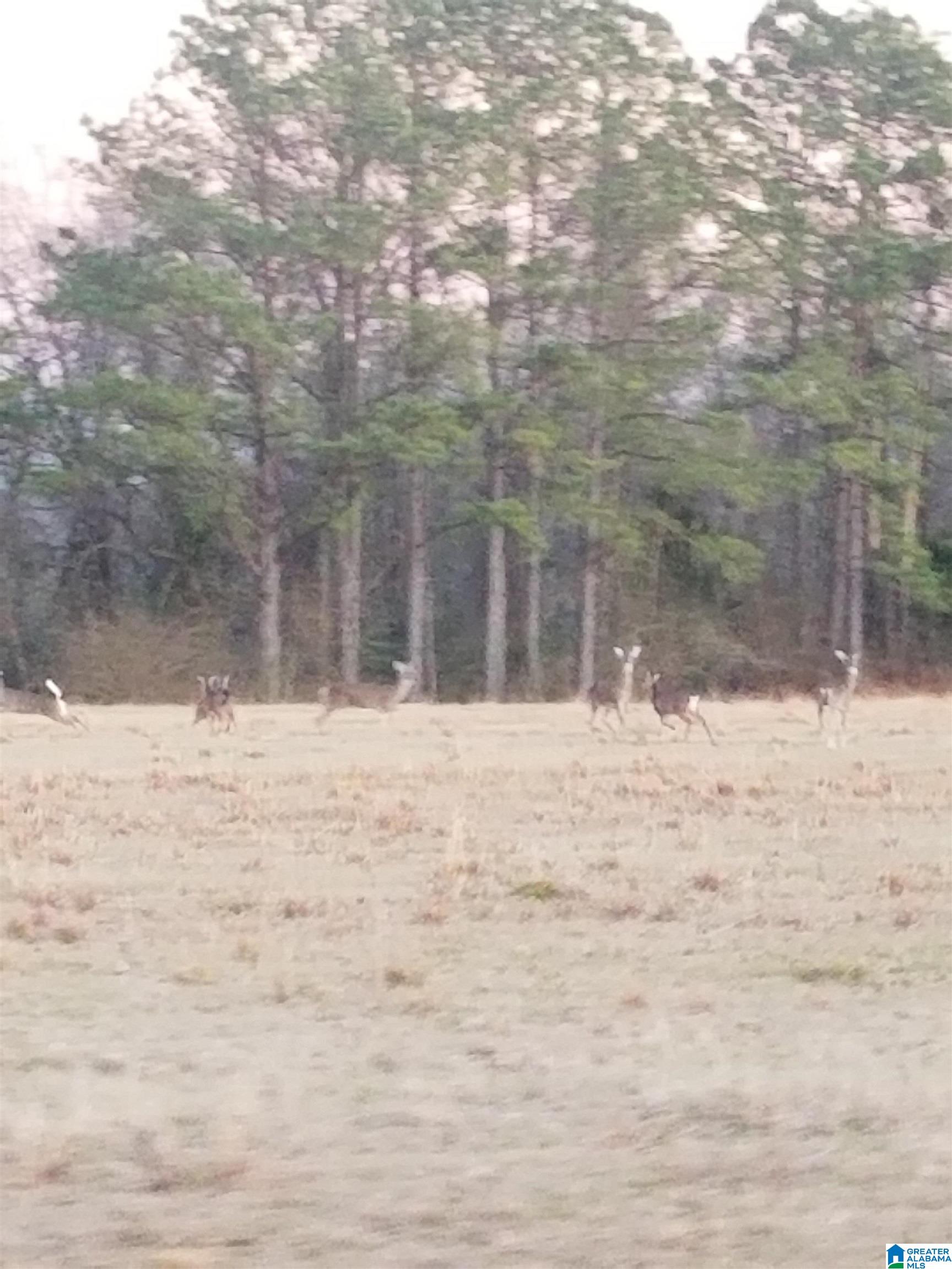 89 County Road 803 Stanton, AL 36790 - Photo 5 of 5