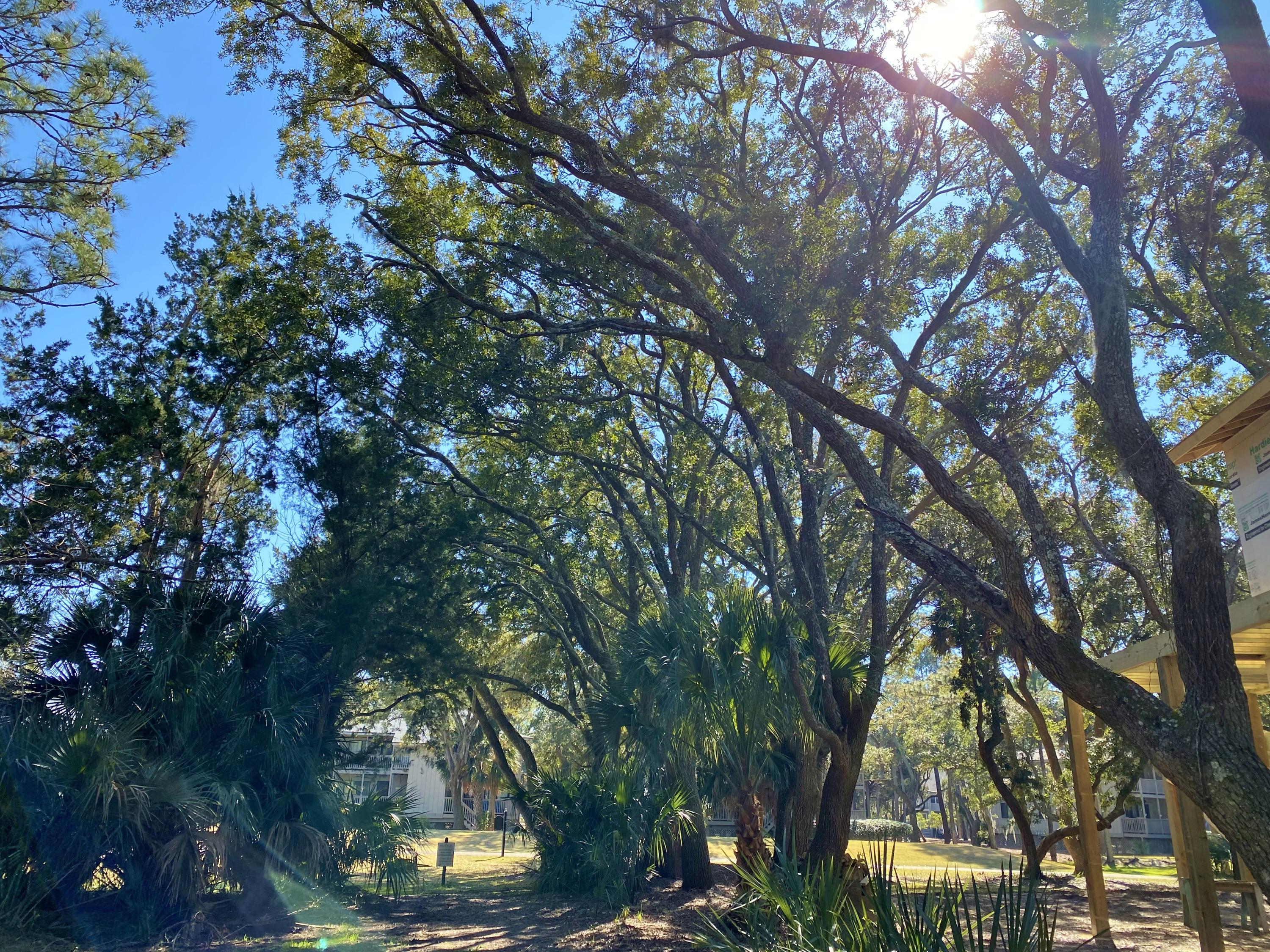 27 Battery Park Road Edisto Island, SC 29438 - Photo 9 of 24 9
