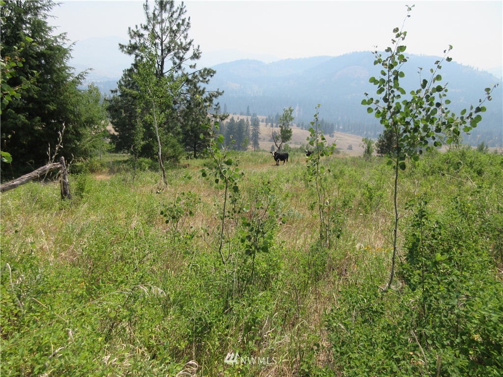0 Coyote Ridge Road Malo, WA 99150 - Photo 13 of 27 Gallery Image 13