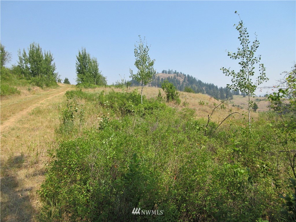 0 Coyote Ridge Road Malo, WA 99150 - Photo 20 of 27 Gallery Image 20