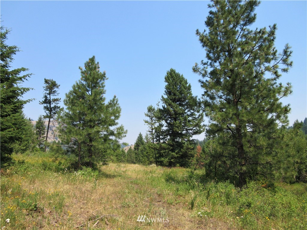 0 Coyote Ridge Road Malo, WA 99150 - Photo 9 of 27 Gallery Image 9