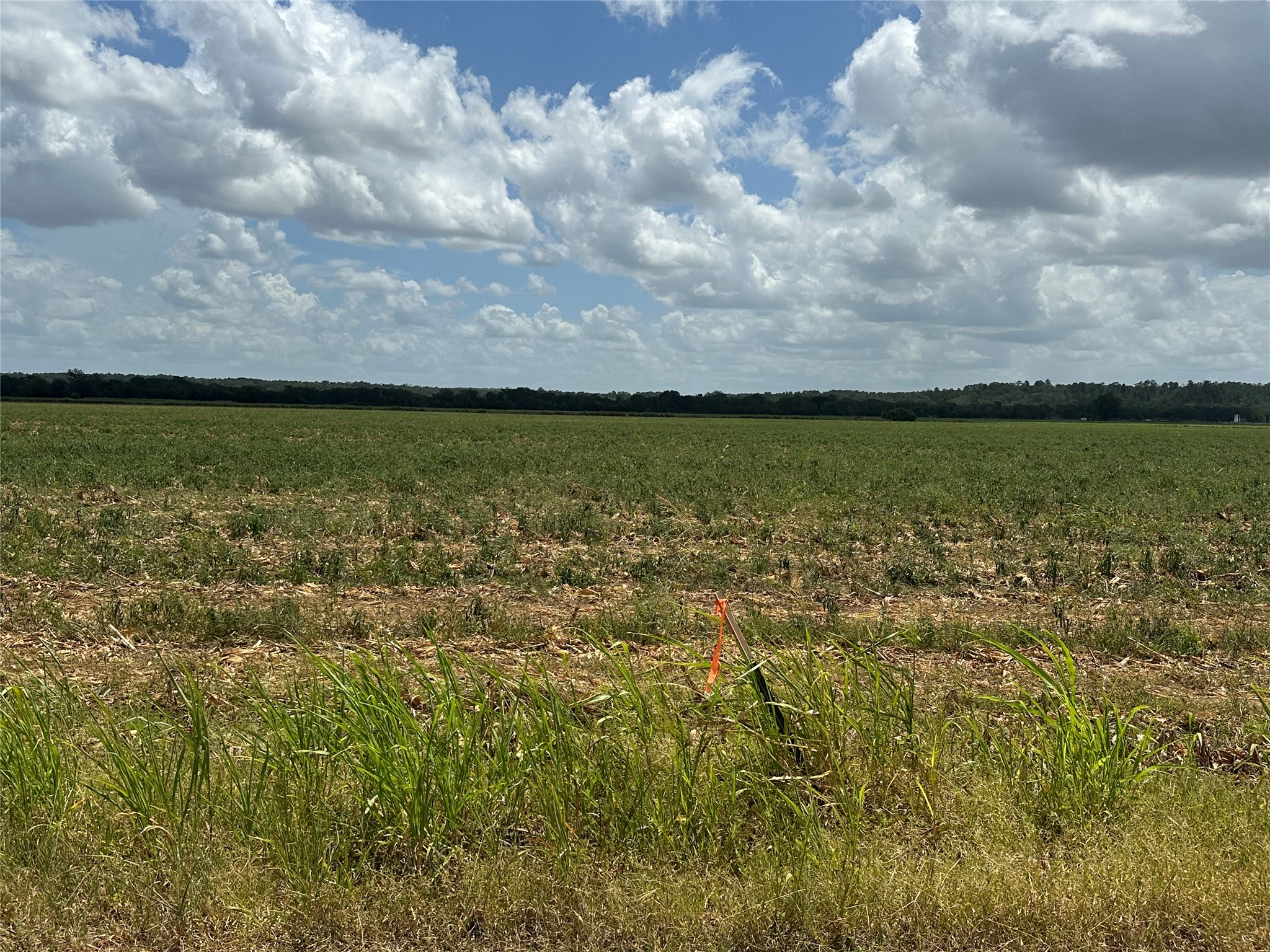 A vast green pasture stretches toward a tree line under a cloudy blue sky.