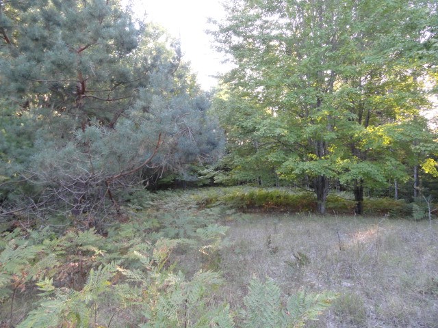 5670 Powers Road Alanson, MI 49706 - Photo 10 of 38 1852708-9.JPG