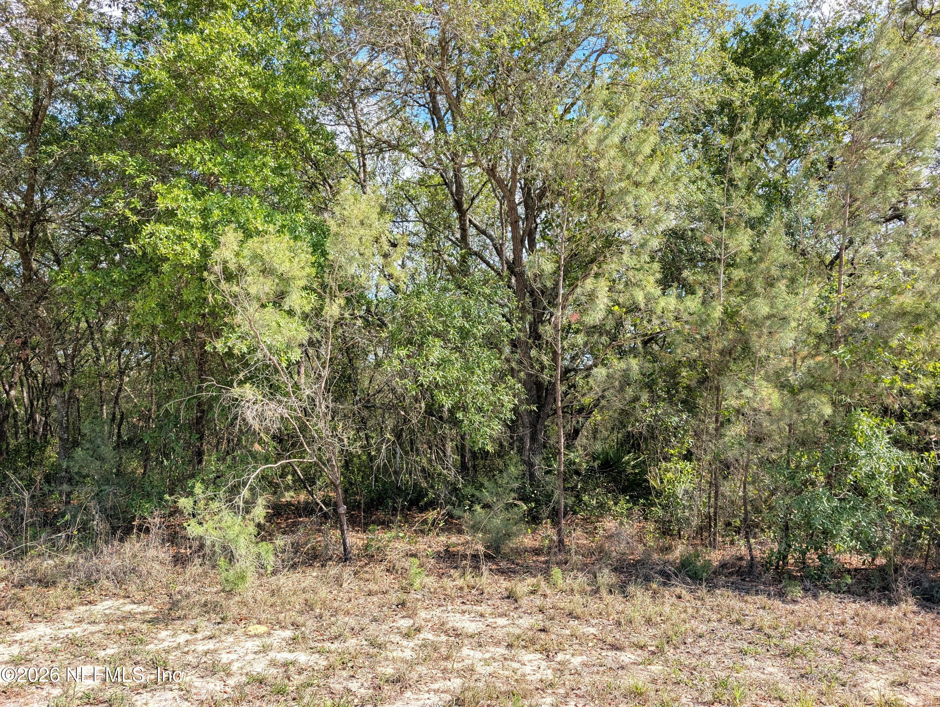 5535 Lassen Street Keystone Heights, FL 32656 - Photo 2 of 14 a view of a forest filled with trees