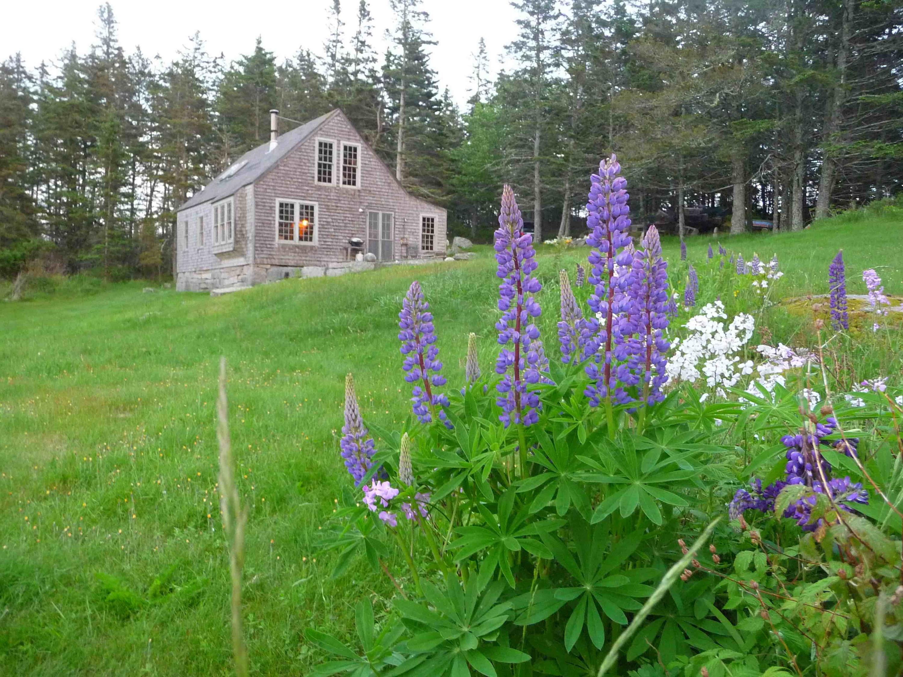 145 Dyers Island Road Vinalhaven, ME 04863 - Photo 8 of 28 HSE WITH LUPINE-1AE