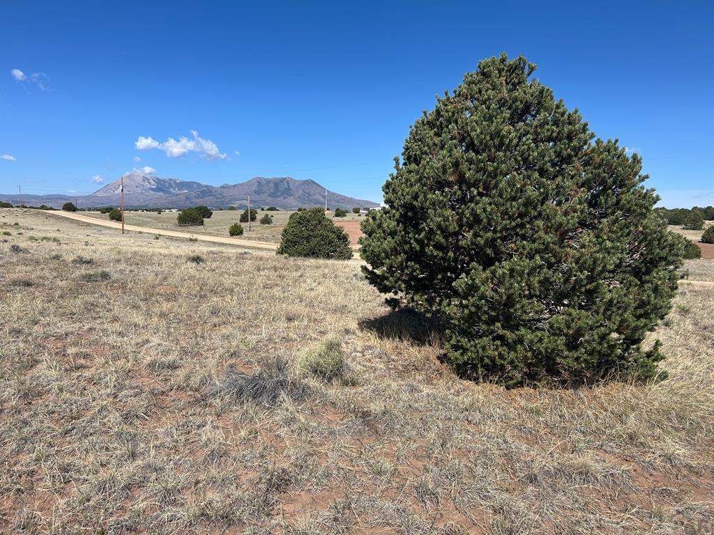 a view of a yard with a tree