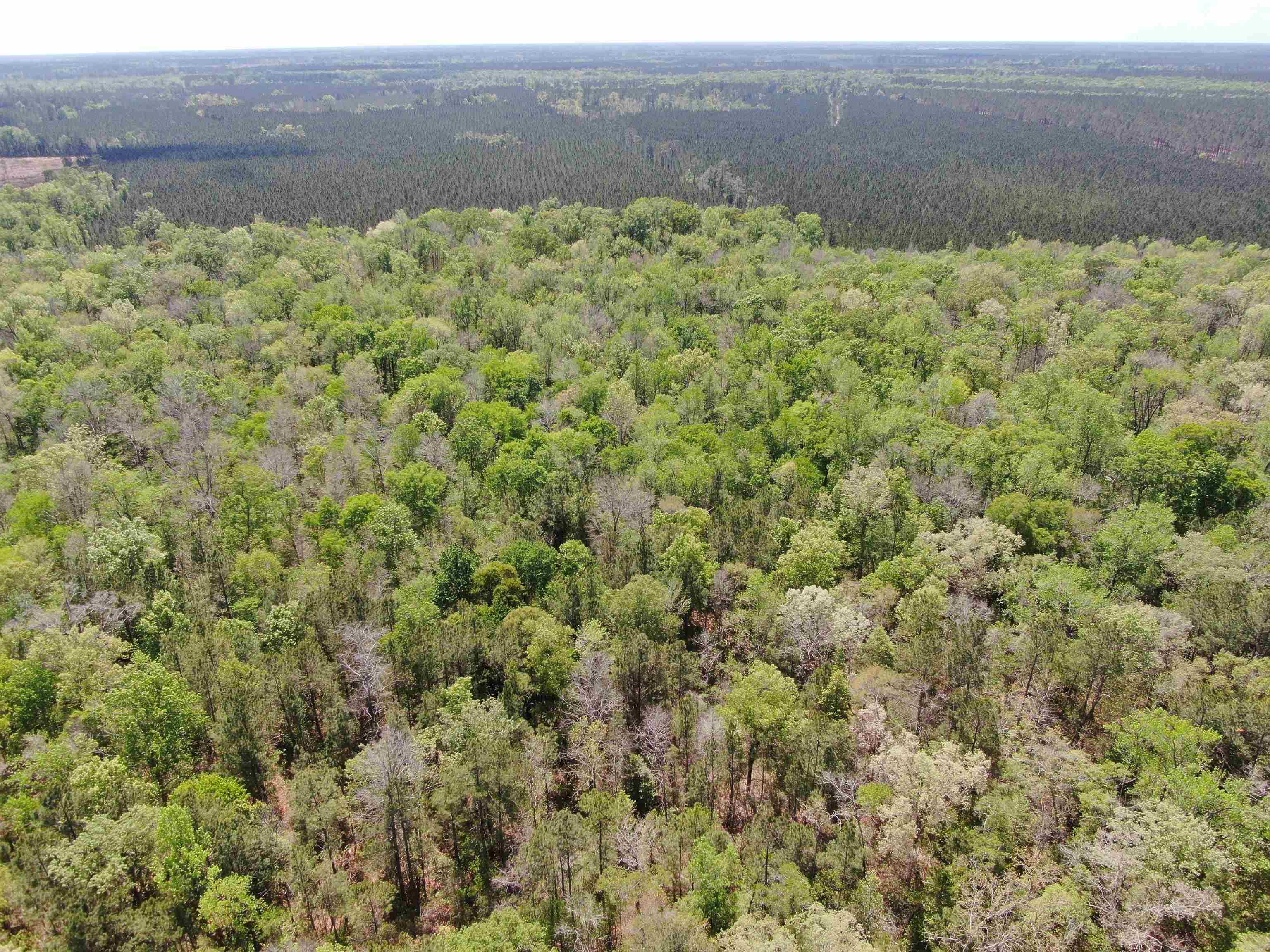 Tbd Georgetown Highway Andrews, SC 29510 - Photo 11 of 15