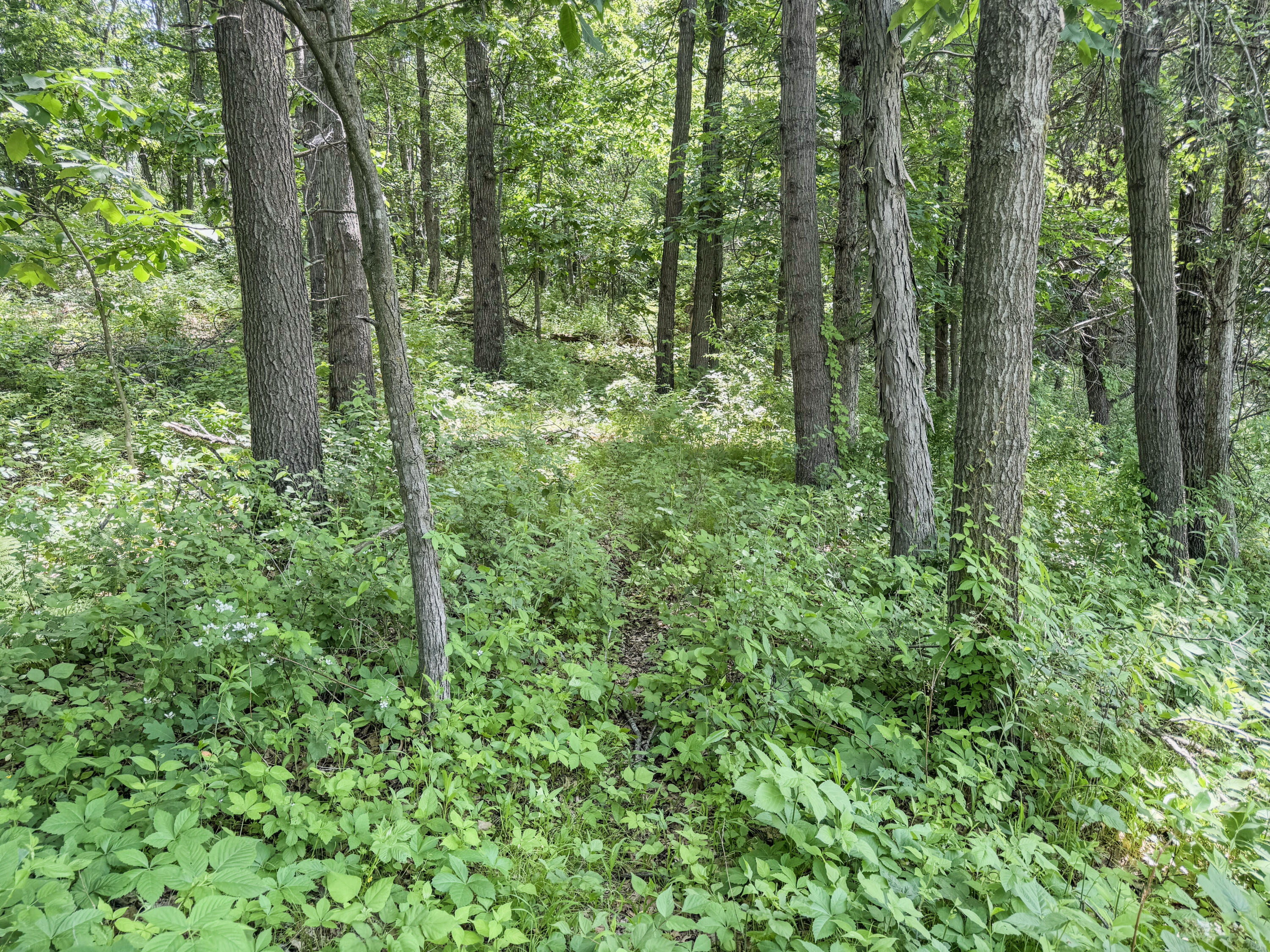 0 Dopp Road Galesville, WI 54630 - Photo 64 of 65 11-IMG_3322