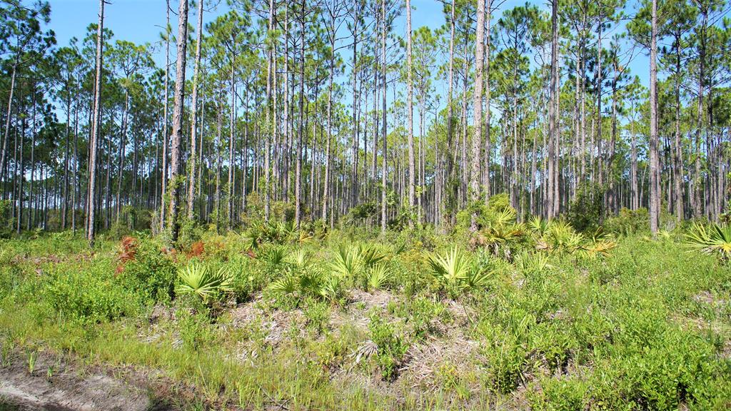 873 Jones Homestead Road Port St. Joe, FL 32456 - Photo 4 of 7 Gallery Image 4