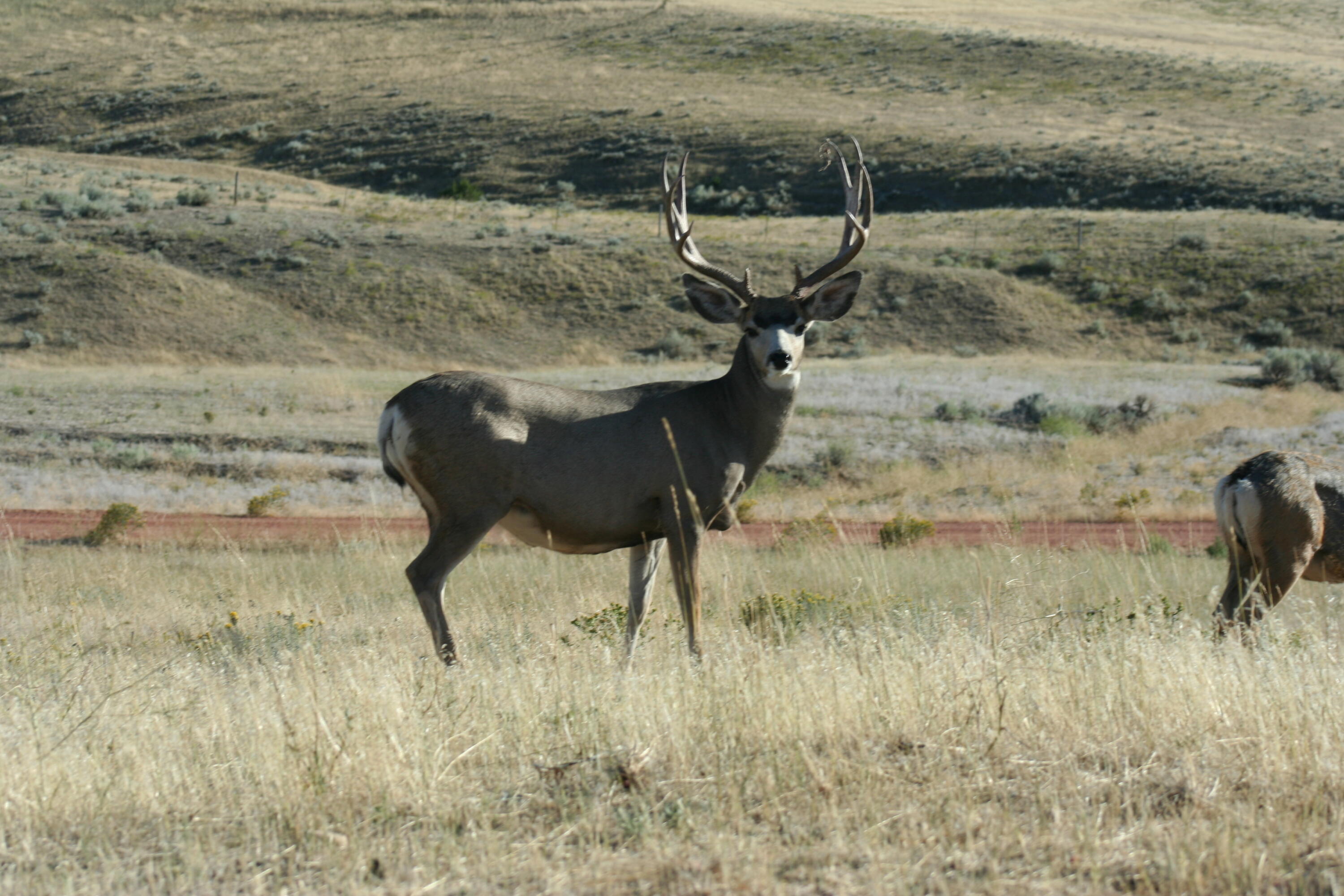593 Lower Prairie Dog Road Sheridan, WY 82801 - Photo 23 of 142 Andy's turkey,snow,storm,2008 deer 017