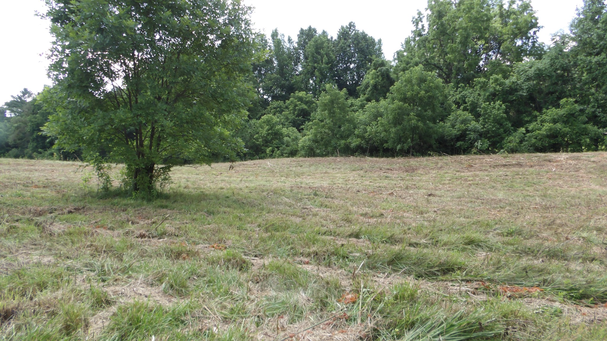0 Lonnie Reecer Road Celina, TN 38551 - Photo 12 of 43 a view of empty field with trees