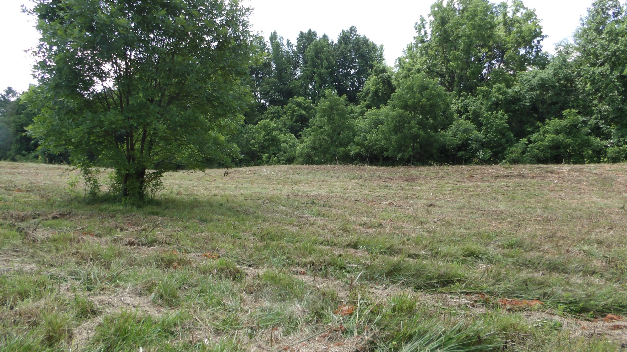 0 Lonnie Reecer Road Celina, TN 38551 - Photo 13 of 43 a view of an outdoor space and a yard