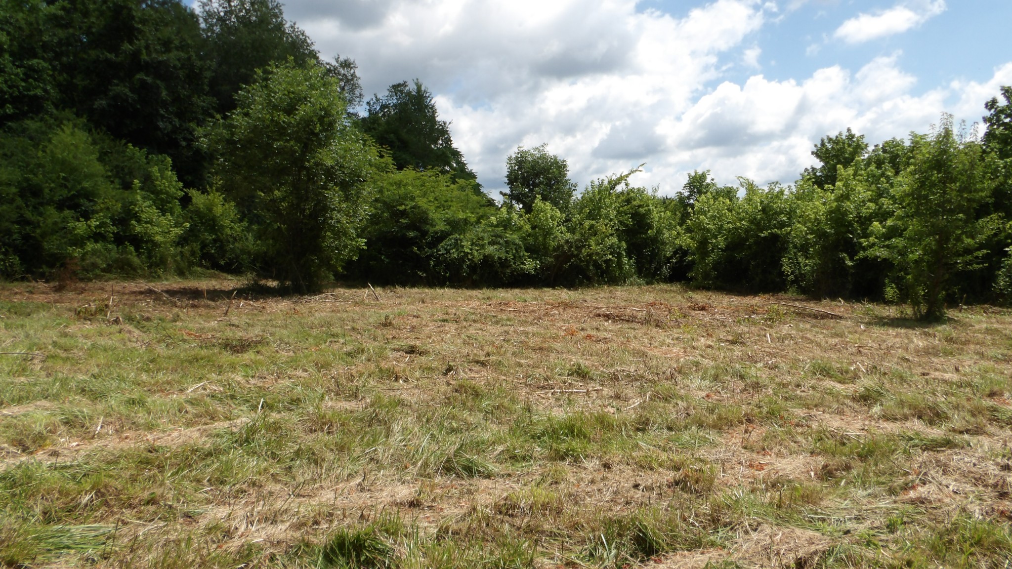 0 Lonnie Reecer Road Celina, TN 38551 - Photo 14 of 43 a view of a yard