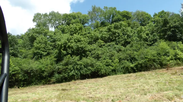 a view of a yard with a tree
