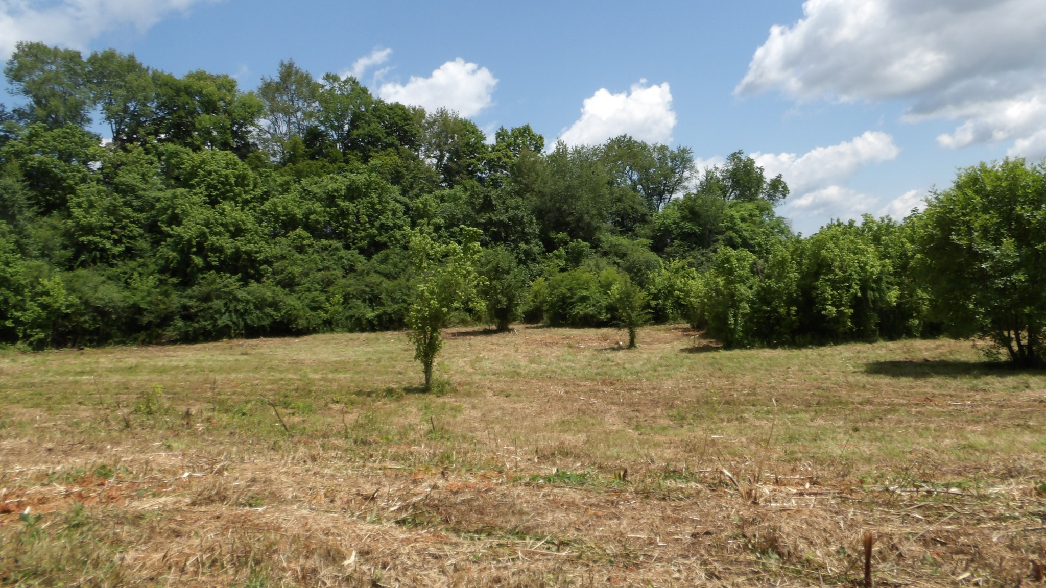 0 Lonnie Reecer Road Celina, TN 38551 - Photo 20 of 43 a view of a yard with a tree