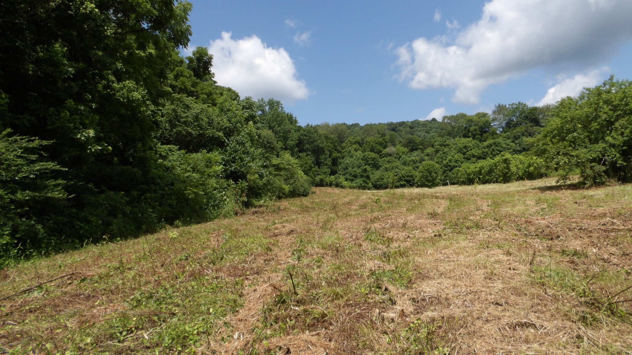0 Lonnie Reecer Road Celina, TN 38551 - Photo 27 of 43 a view of an outdoor space and a yard