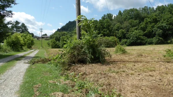 a view of a yard with plants and a tree