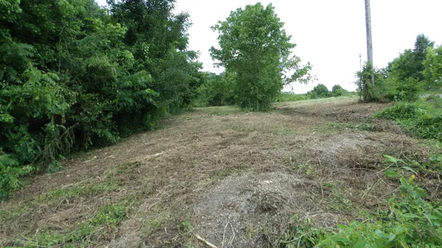 a view of a yard with trees