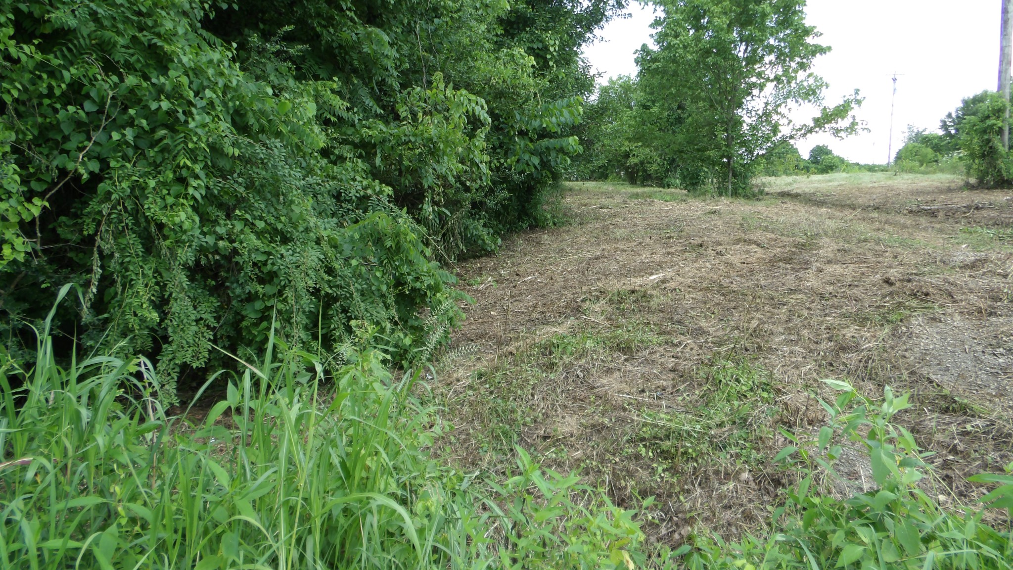 0 Lonnie Reecer Road Celina, TN 38551 - Photo 39 of 43 a view of a yard with a tree
