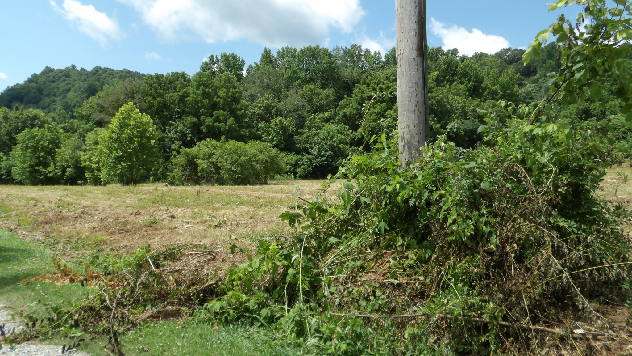 0 Lonnie Reecer Road Celina, TN 38551 - Photo 4 of 43 a view of a green field with lots of bushes