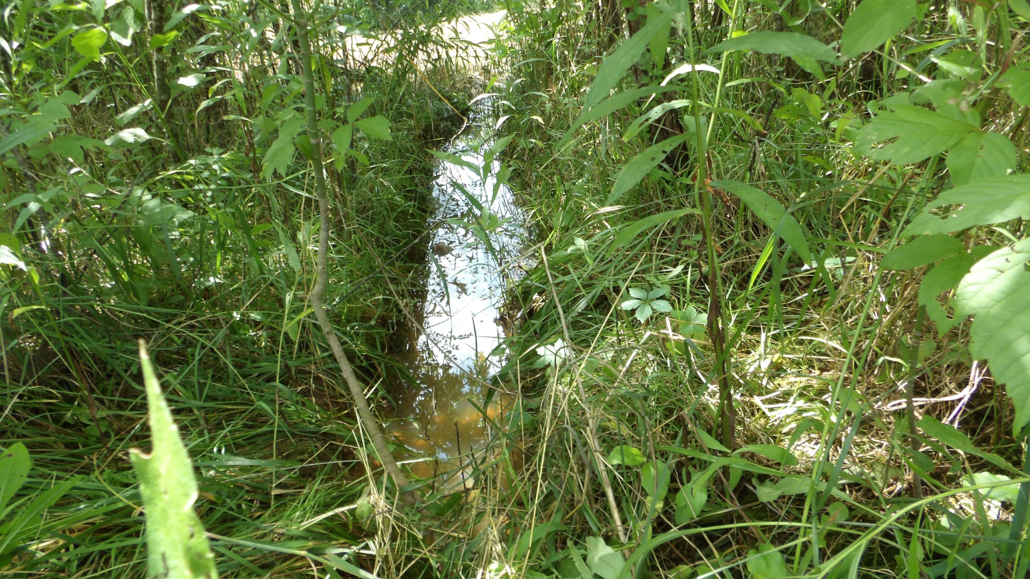 0 Lonnie Reecer Road Celina, TN 38551 - Photo 42 of 43 a view of a garden