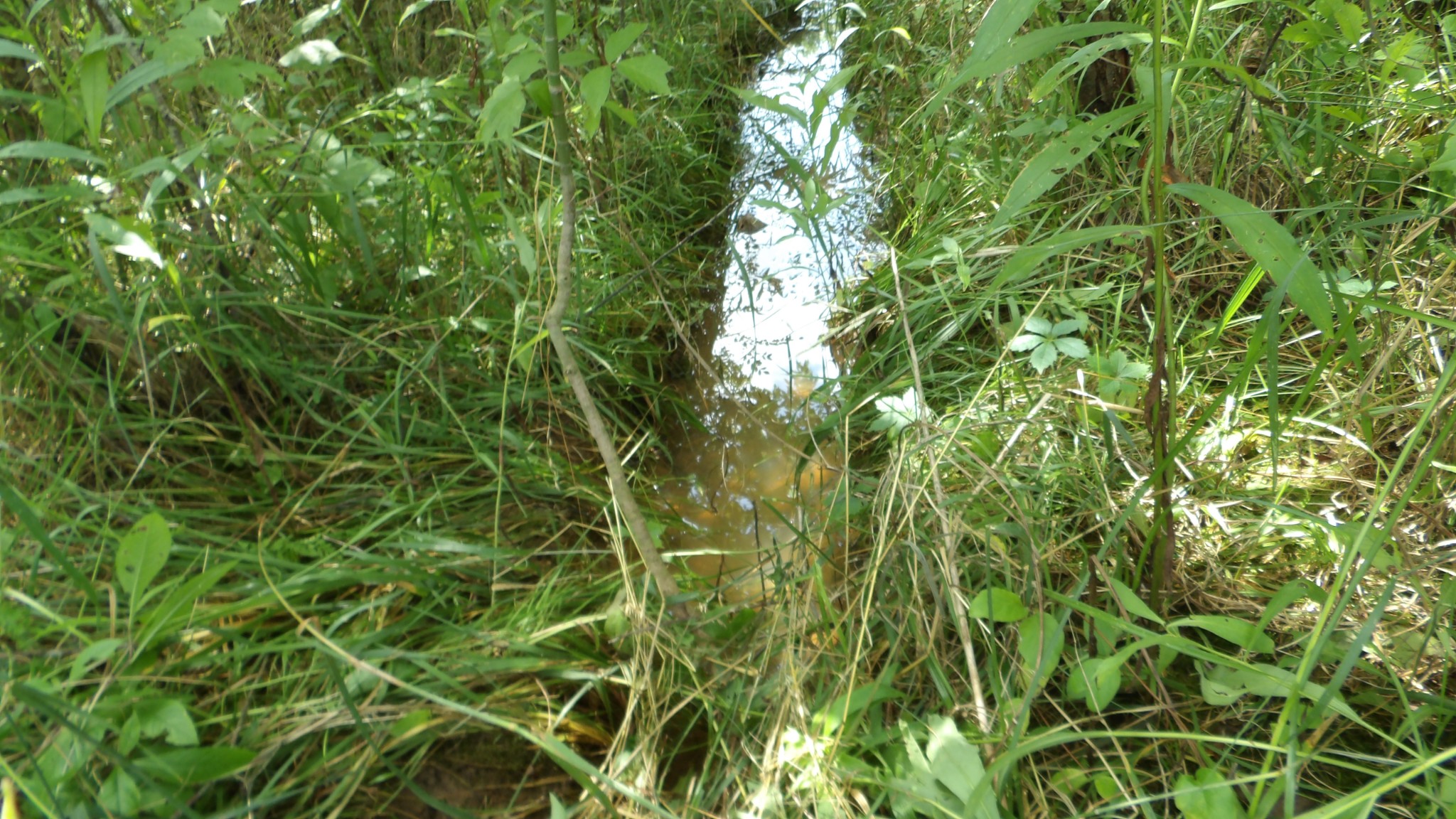 0 Lonnie Reecer Road Celina, TN 38551 - Photo 43 of 43 a view of a lush green plant