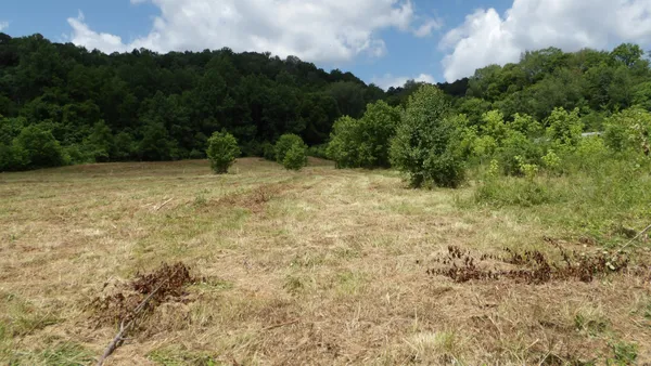 a view of a yard with a tree