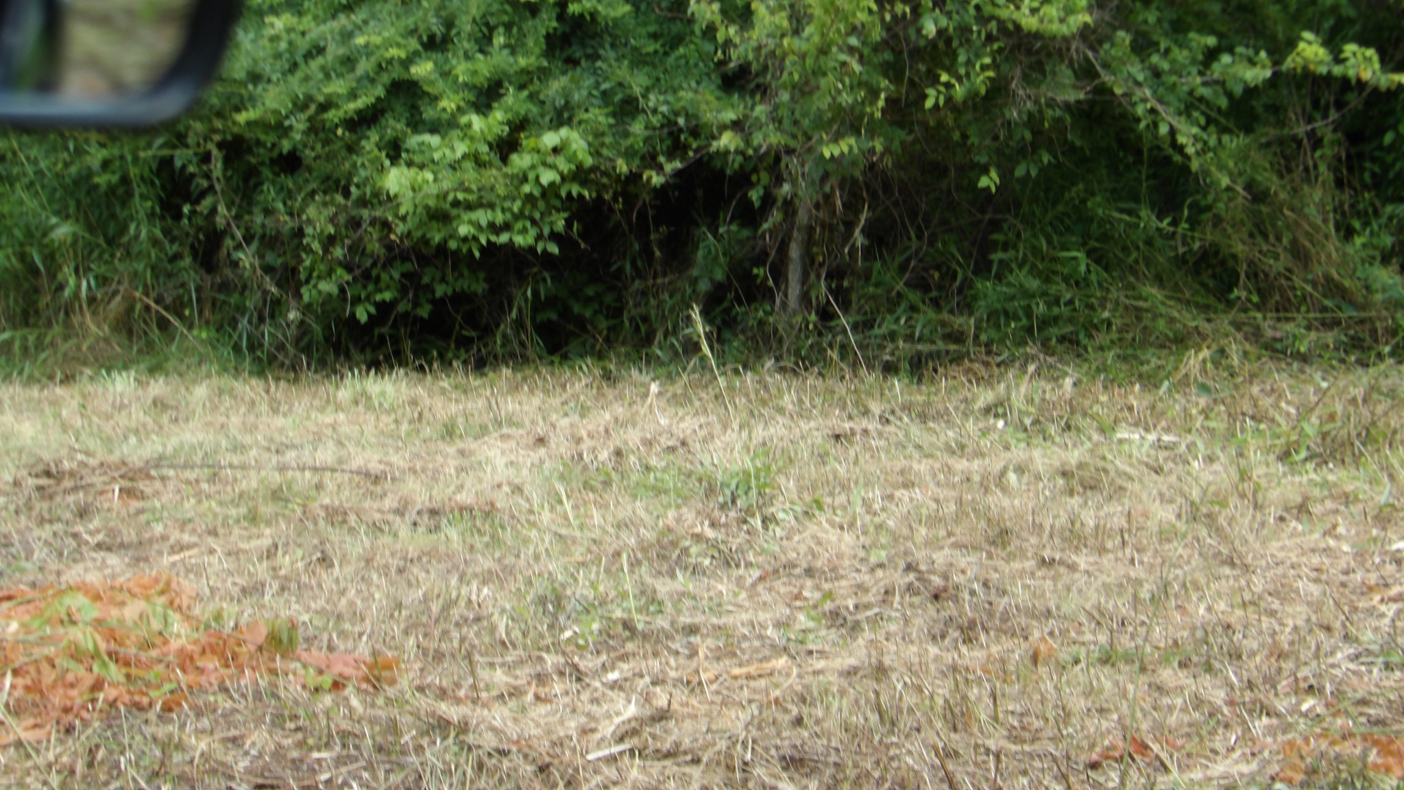 0 Lonnie Reecer Road Celina, TN 38551 - Photo 10 of 43 a view of a yard with a tree