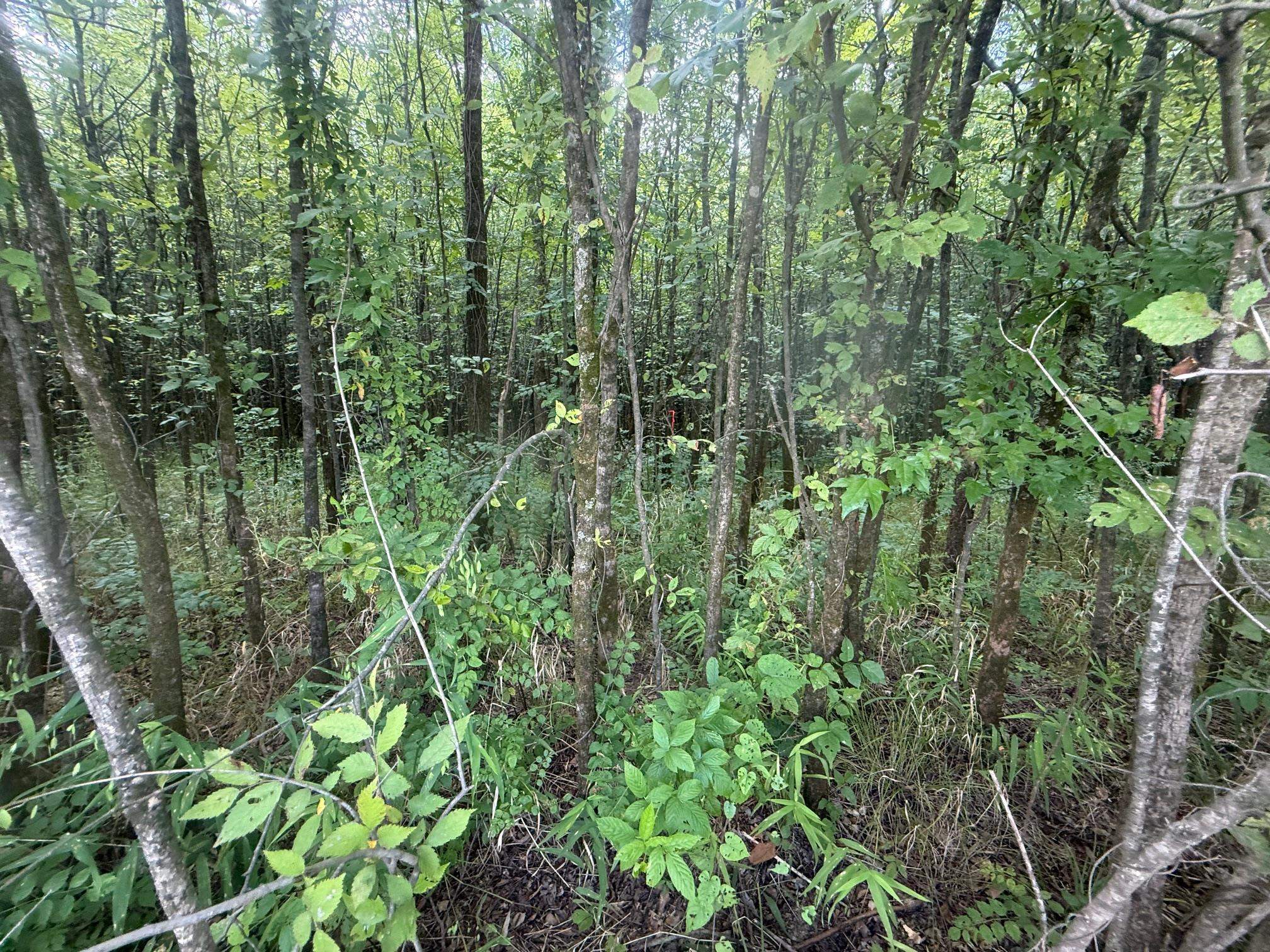 2 Coffee Landing Road Savannah, TN 38372 - Photo 11 of 11 View of wooded area