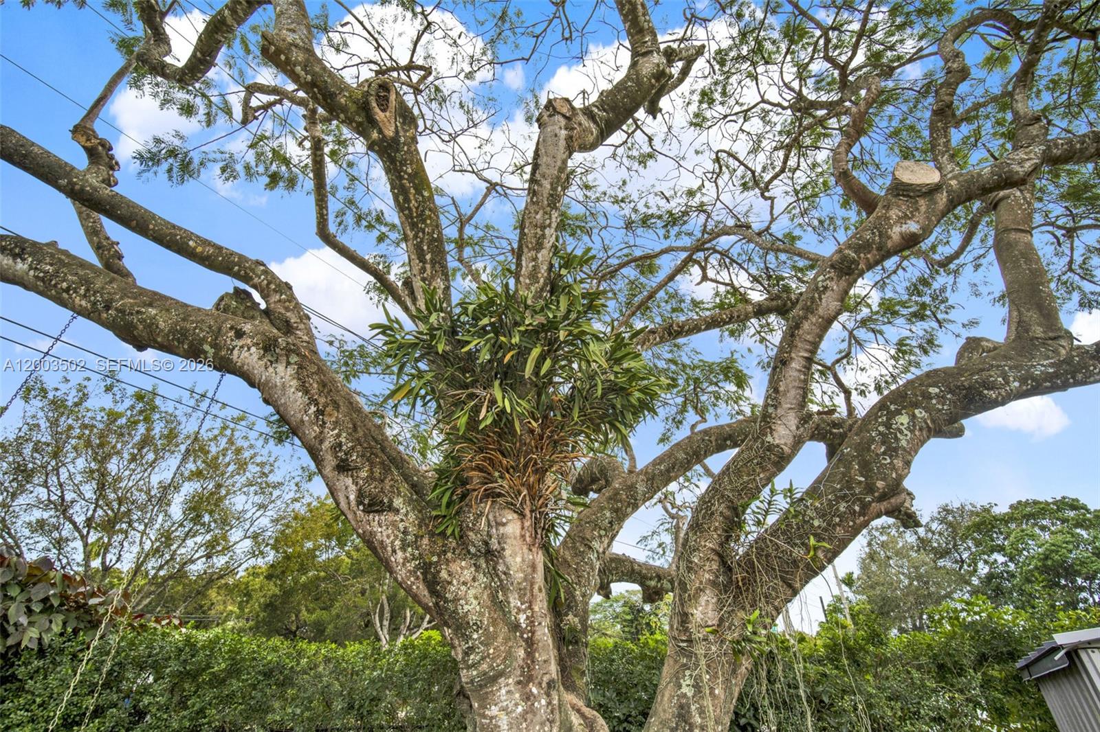 5701 Southwest 50th Terrace Miami, FL 33155 - Photo 42 of 46 a picture of tree