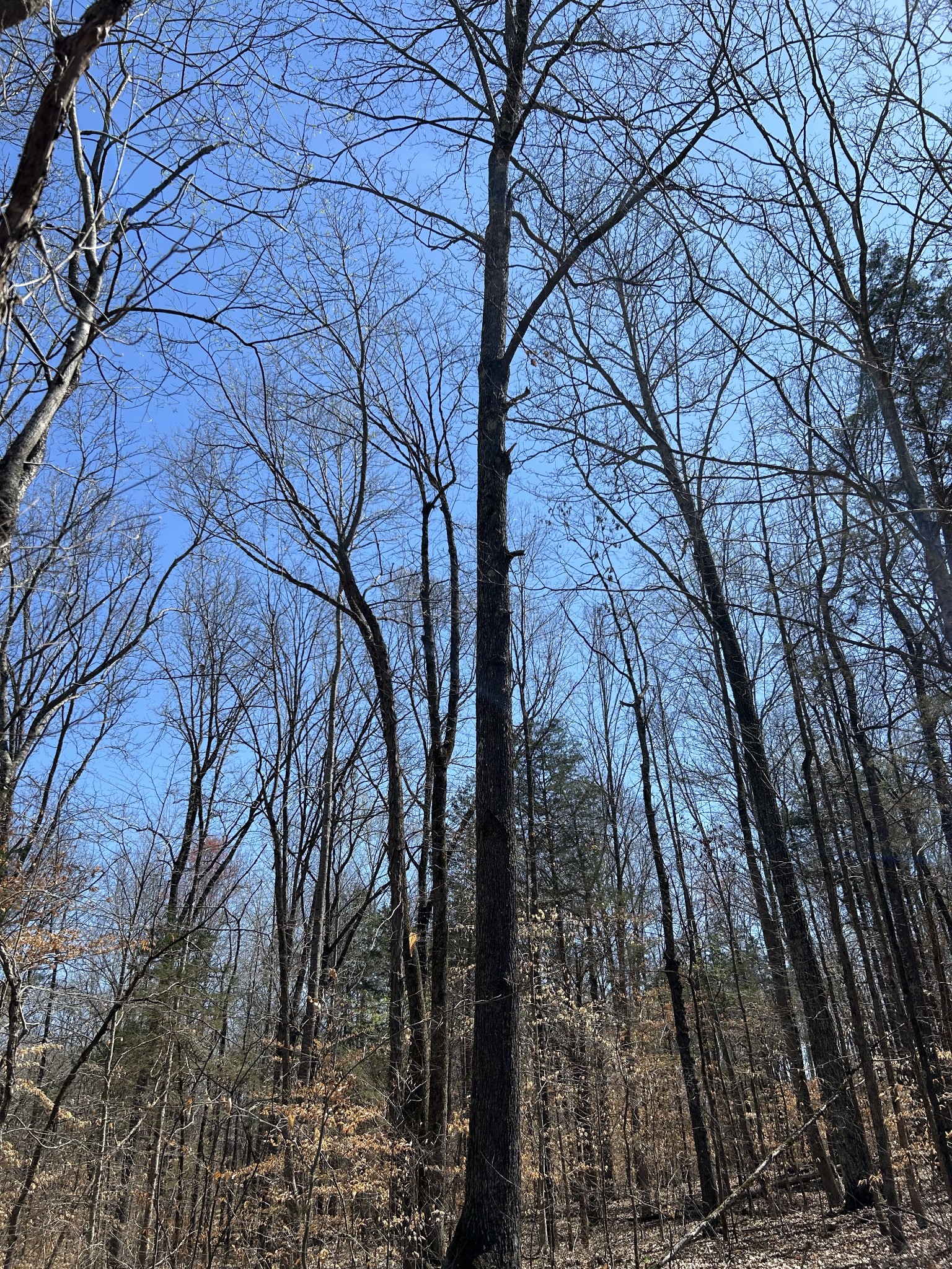 820 Lucas Road Dickson, TN 37055 - Photo 2 of 6 a backyard of a house with lots of trees