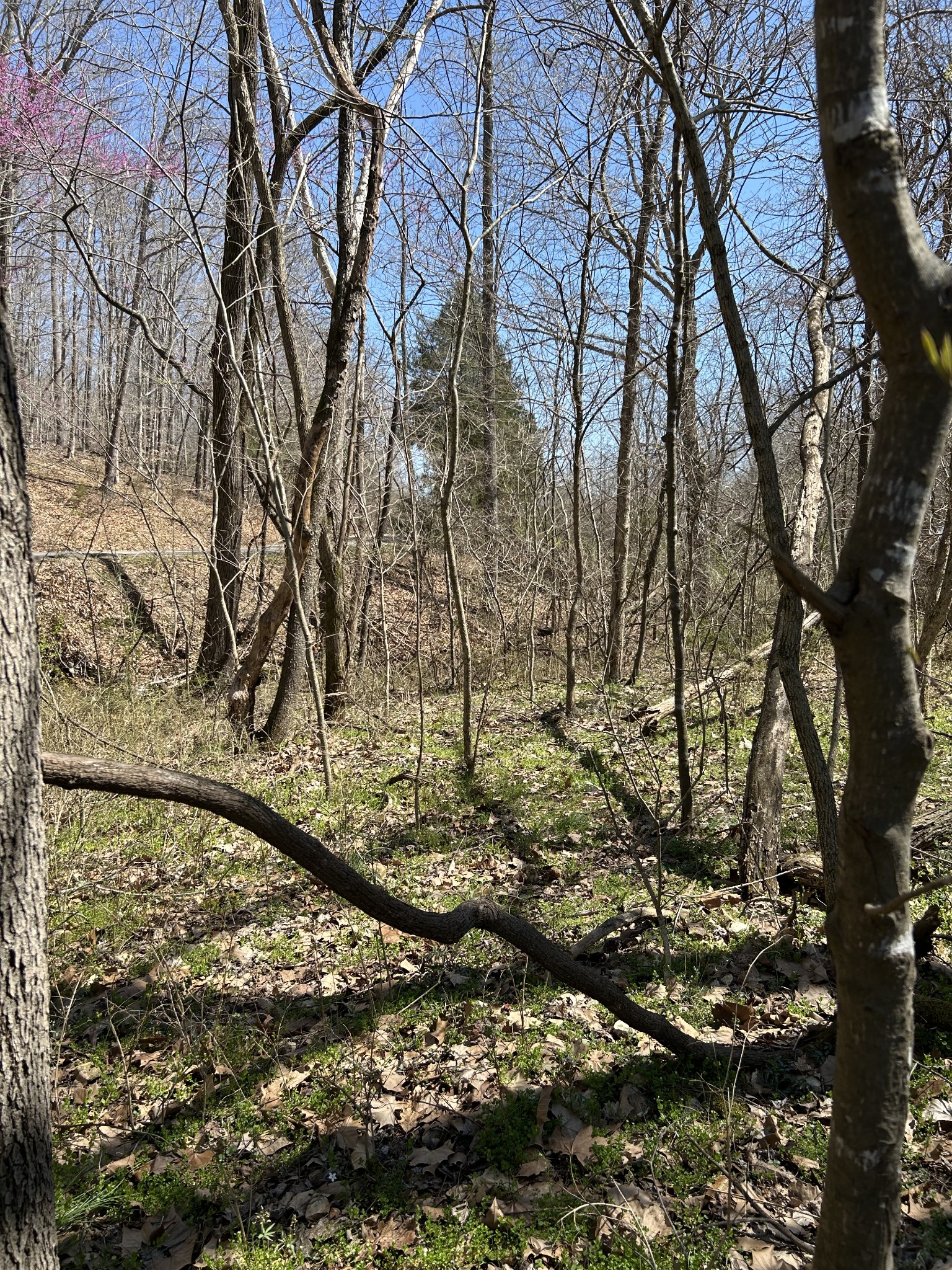 820 Lucas Road Dickson, TN 37055 - Photo 4 of 6 a picture of trees
