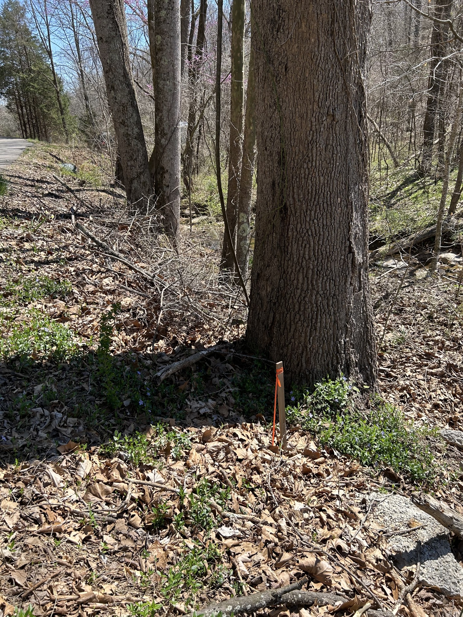 820 Lucas Road Dickson, TN 37055 - Photo 5 of 6 a view of a yard with plants and trees