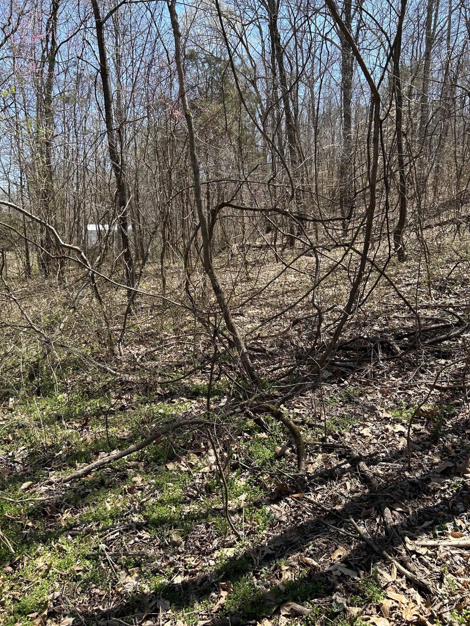 820 Lucas Road Dickson, TN 37055 - Photo 6 of 6 a view of a yard with a tree