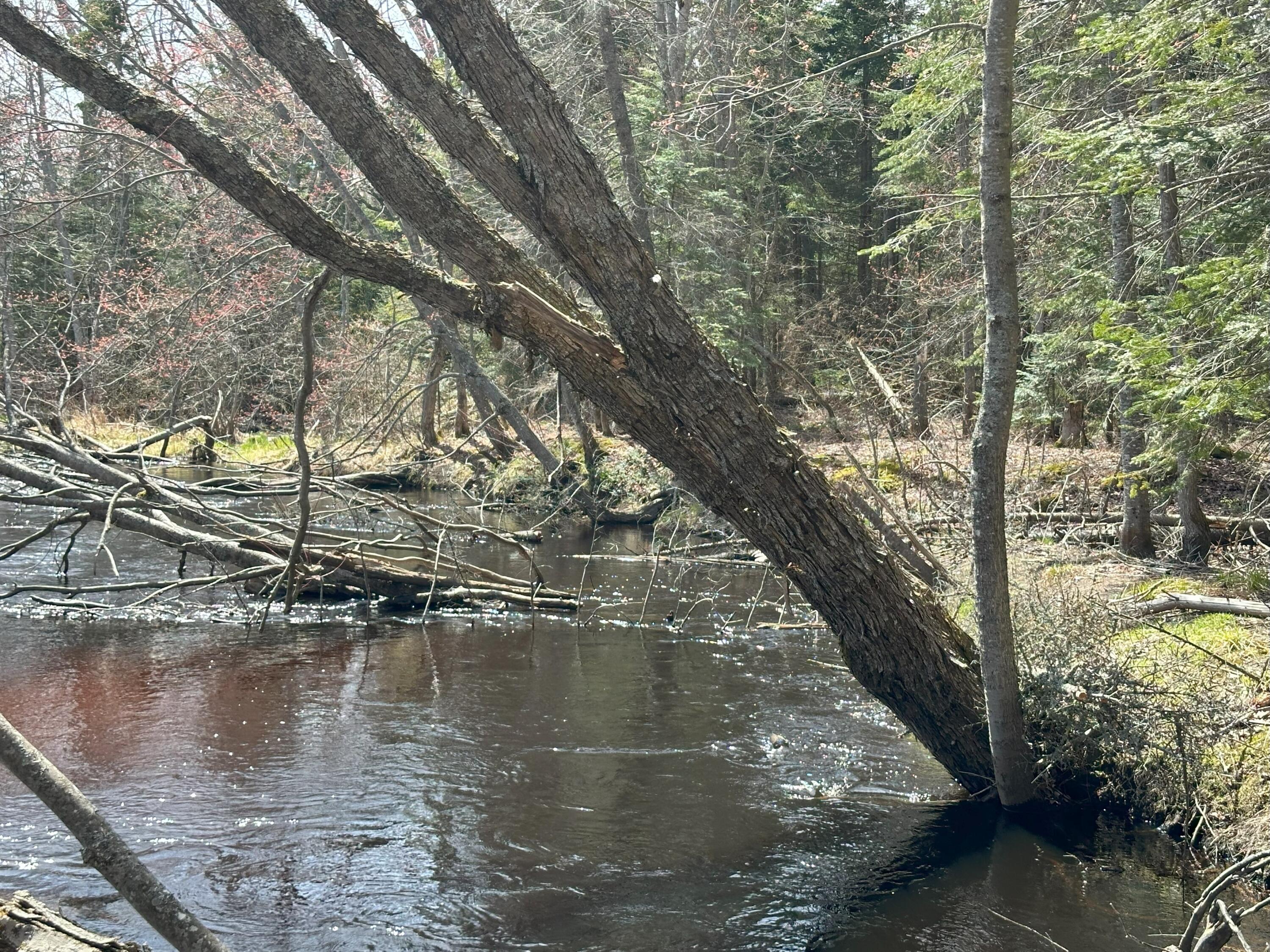 Tbd West Betsy River Road Paradise, MI 49768 - Photo 17 of 44 Gallery Image 17