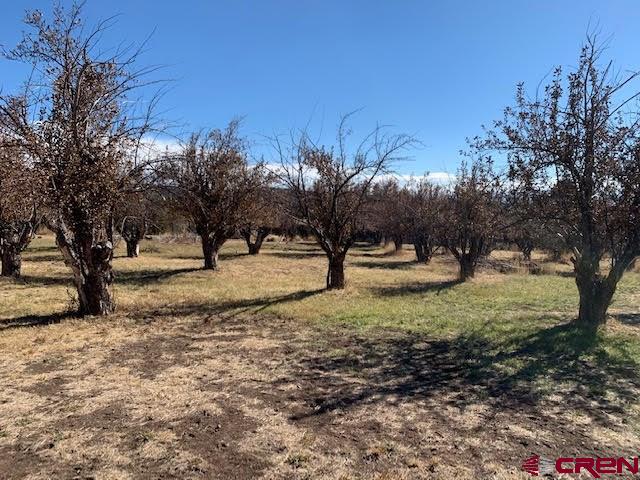 23687 Ute Trail Road Cedaredge, CO 81413 - Photo 3 of 12 a view of a yard with a tree