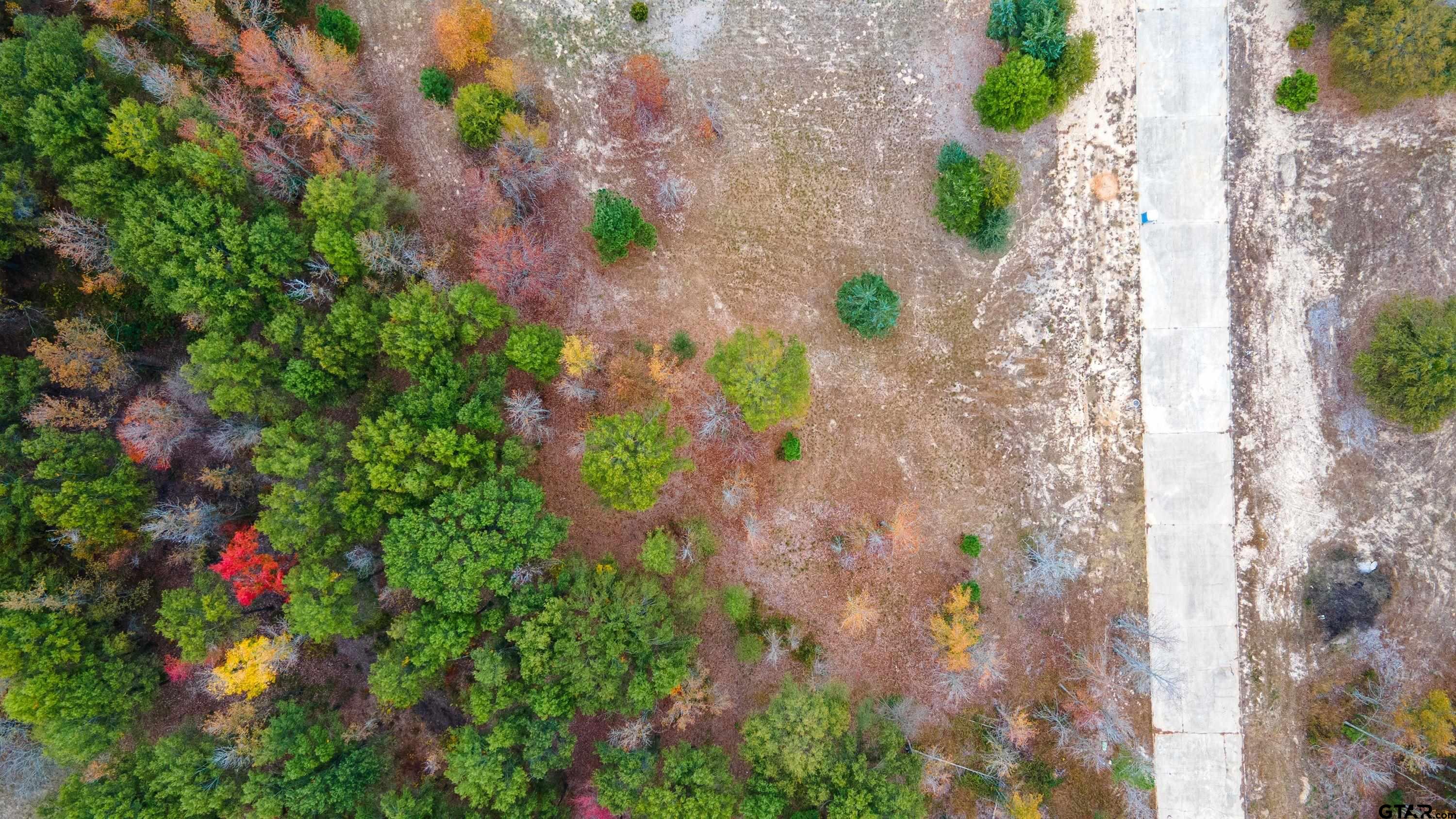 140 Cardinal Mount Mount Pleasant, TX 75455 - Photo 5 of 6 a close up of a flower in a garden