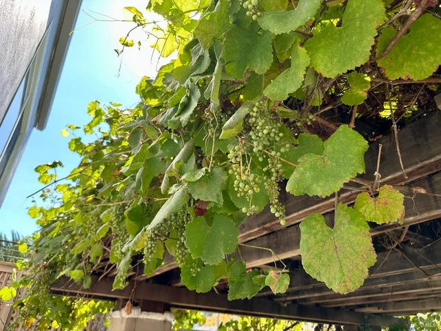 a picture of a tree with a plant