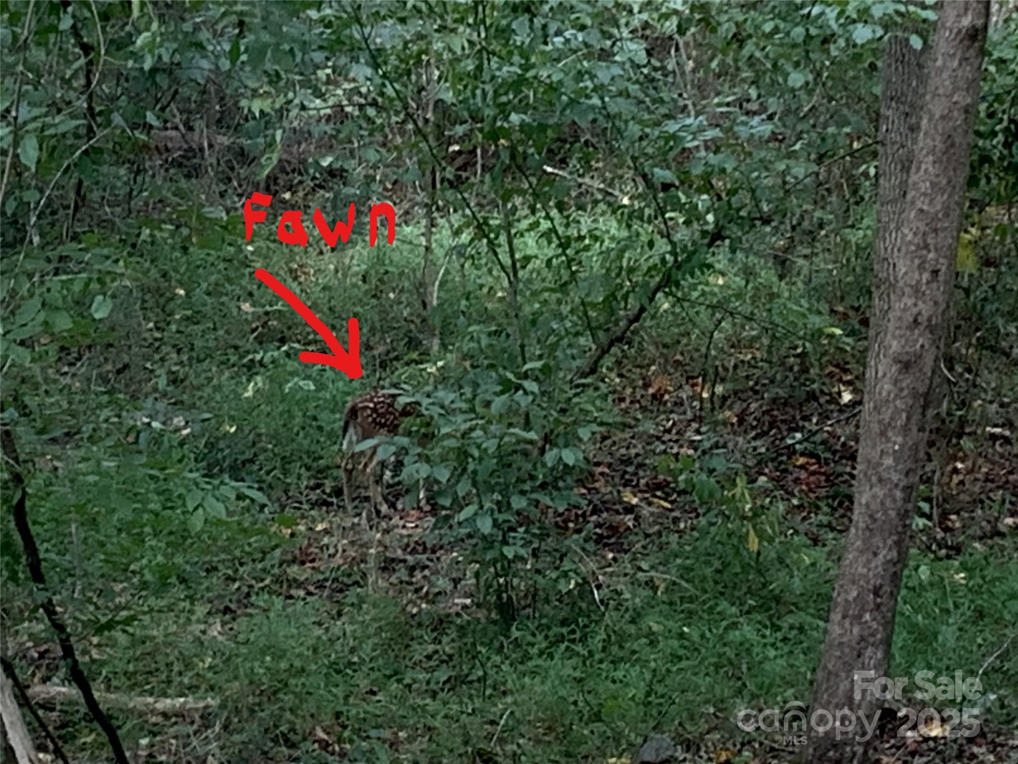 7718 Pleasant Hill Church Road Marshville, NC 28103 - Photo 13 of 17 a flag is sitting in the middle of a forest