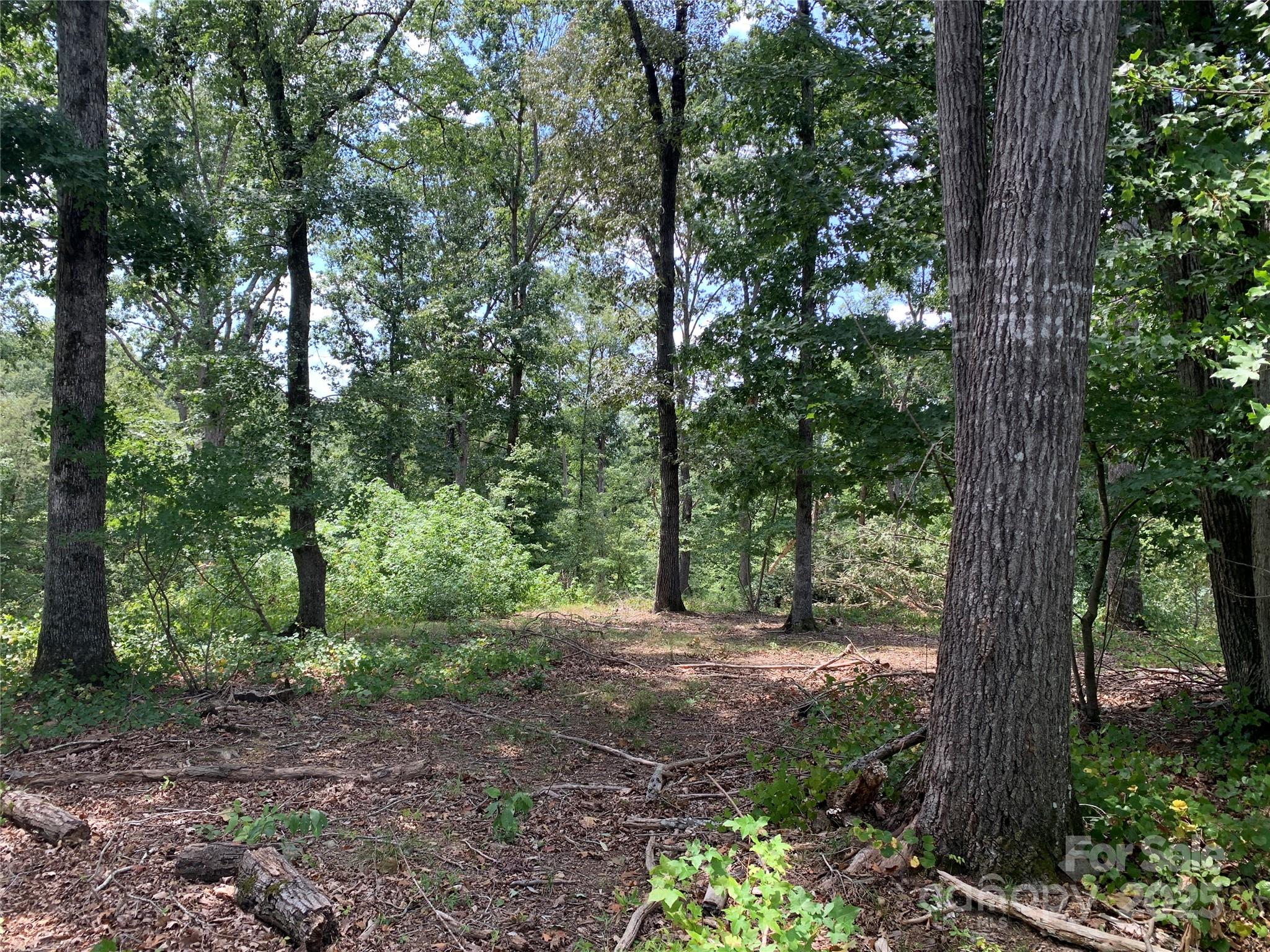 7718 Pleasant Hill Church Road Marshville, NC 28103 - Photo 14 of 17 a view of a forest with trees