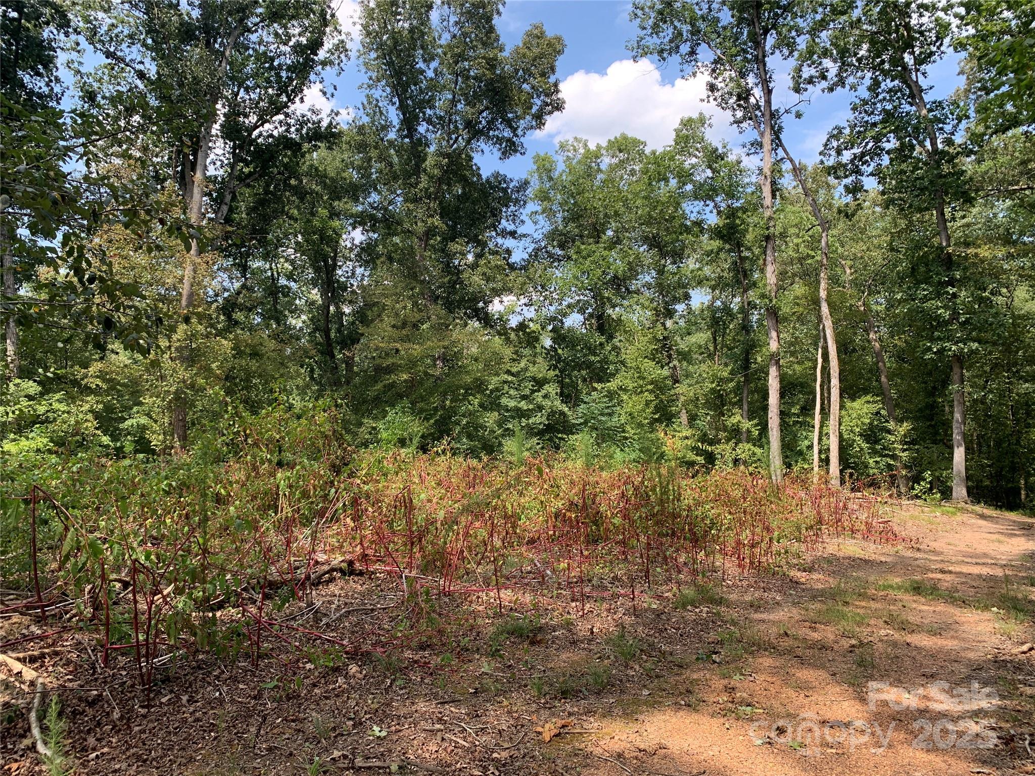 7718 Pleasant Hill Church Road Marshville, NC 28103 - Photo 15 of 17 a view of a yard with plants and large trees