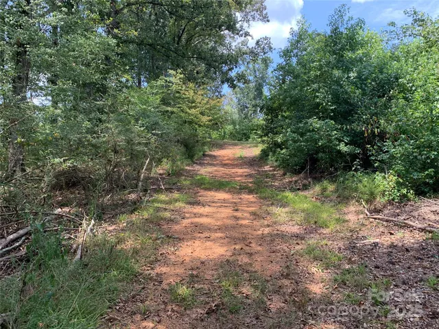 a view of a yard with plants and a tree