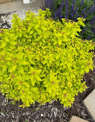 $387,500 | 1405 Kearney Drive, Dardenne Prairie, MO 63368