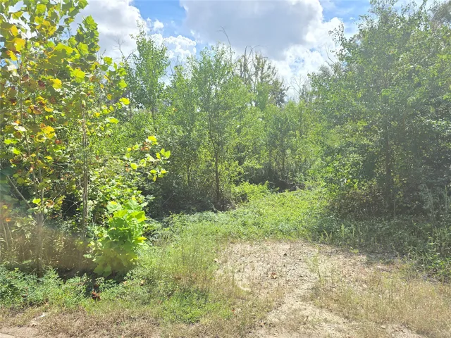 a view of a garden with plants