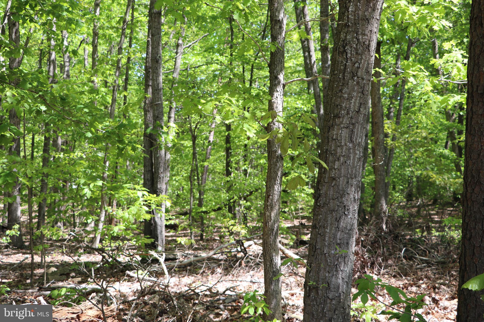 Willis Road Orange, VA 22960 - Photo 3 of 8 Gallery Image 3