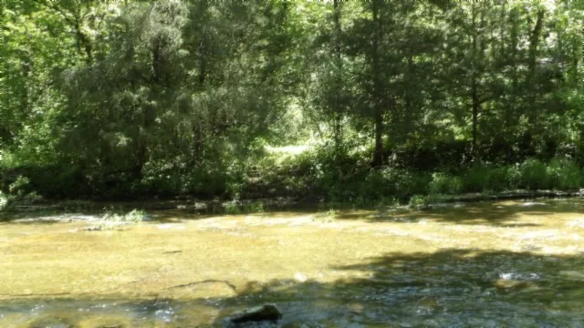 a view of a lush green forest