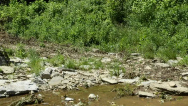 a view of a lush green forest