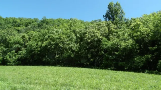 a view of a grassy field with trees in the background
