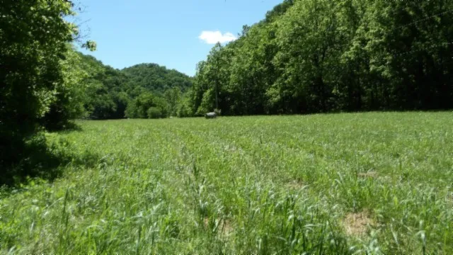 a view of a yard with a plant