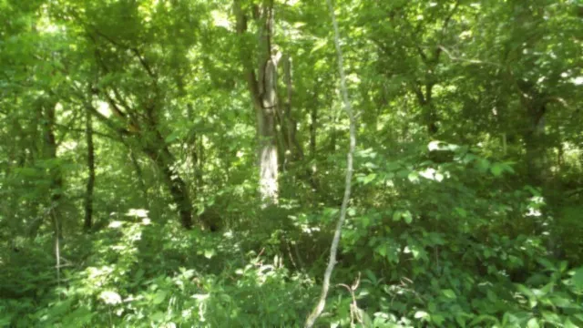 a view of a yard with a tree